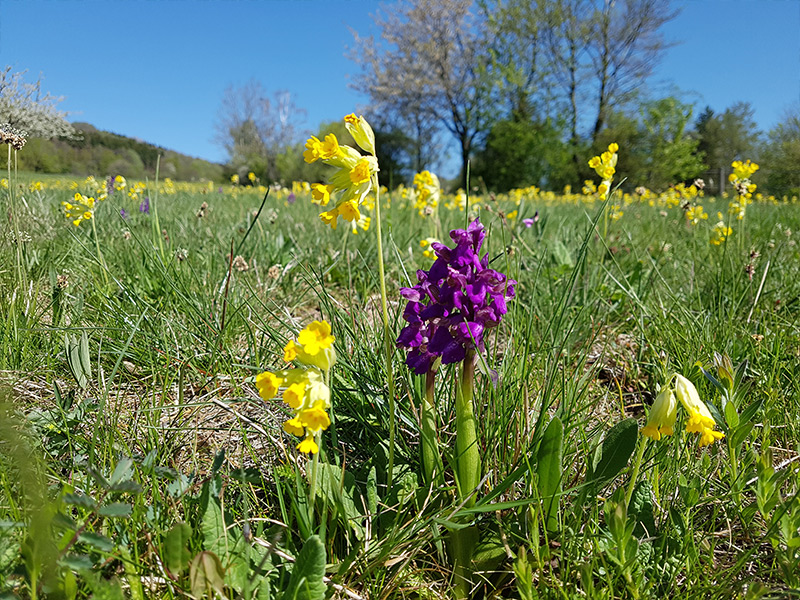 blick ueber die rhoen - villa thea